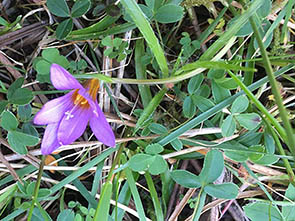 Romulea bulbocodium